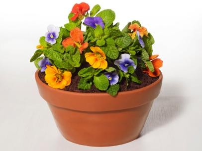Flowerpot cake