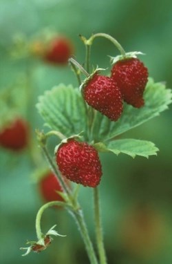 French strawberry jam