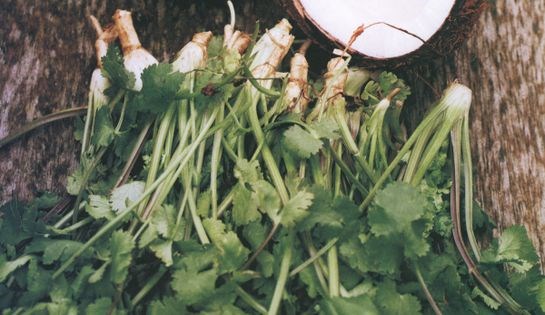 Fresh coriander chutney with coconut