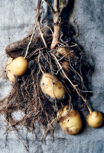 Fried potatoes
