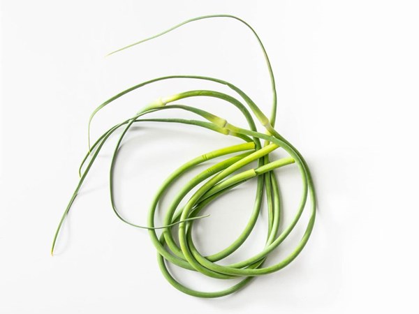 Garlic scape pesto
