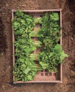 Garlicky broccoli rabe with habanada pesto & bread crumbs