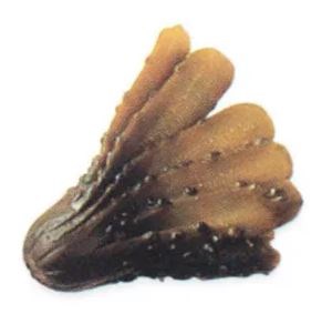Gherkin fans
