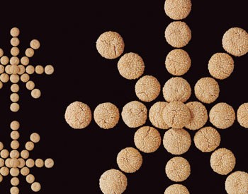 Gilded sesame cookies