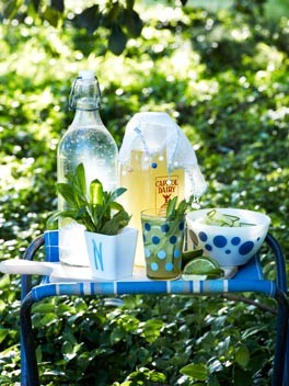 Ginger cordial with mint, lime and cucumber