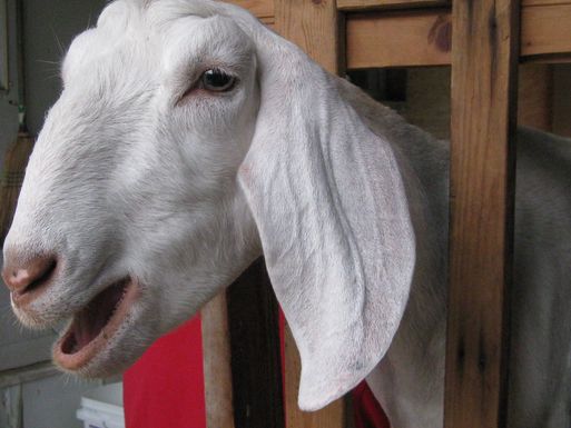 Goat milk béchamel