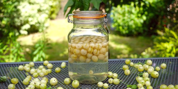Gooseberry gin