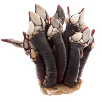 Gooseneck barnacles with lemon