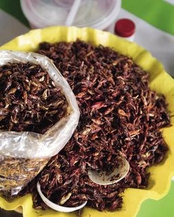 Grasshopper salsa (Salsa de chapulines)