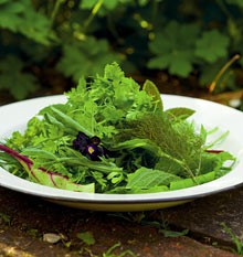 Green herb salad