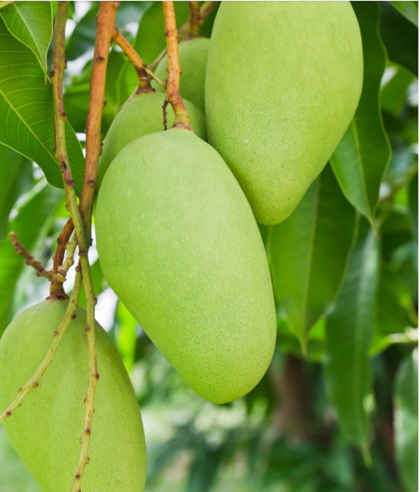 Green mango chutney