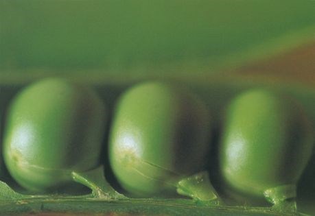 Green pea and marjoram purée