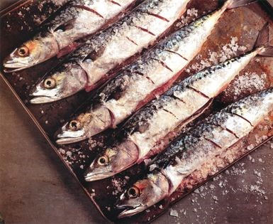 Grilled mackerel with Dijon mustard