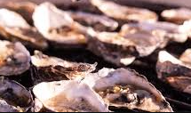 Grilled oysters in smoky spiced garlic butter (Wystrys wedi'u grilio mewn menyn mŵg sbeislyd)