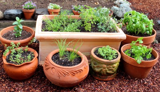 Grow your own culinary herb garden
