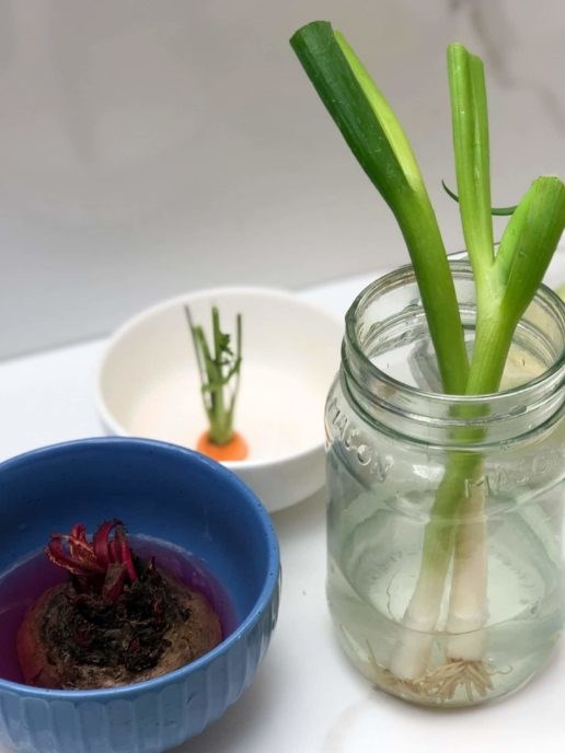 Grow your own vegetables from food scraps