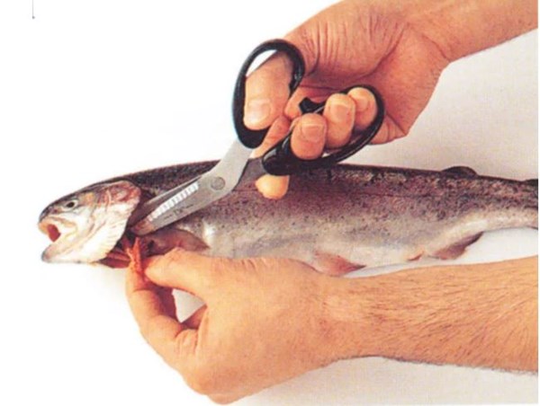Gutting through the gills of whole round fish