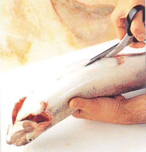 Gutting through the stomach of whole round fish