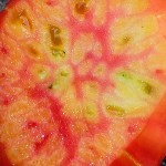 Heirloom tomato salad with gazpacho vinaigrette & halloumi