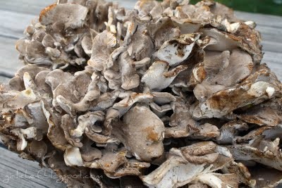 Hen of the woods with chicken & herbs