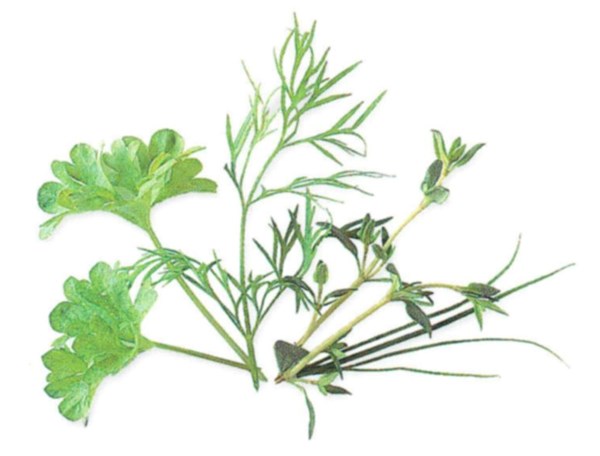 Herb bouquet