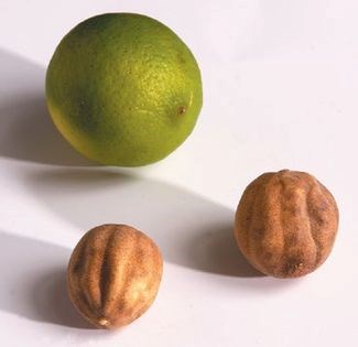 Homemade dried limes 