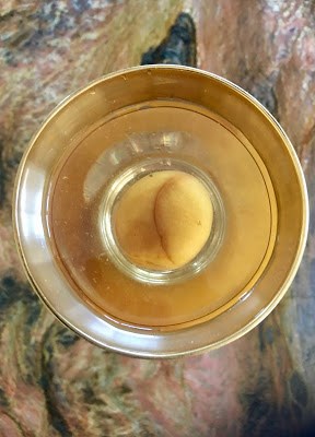 Homemade plum liquor (Zìzhì méizijĭu / 自製梅子酒)