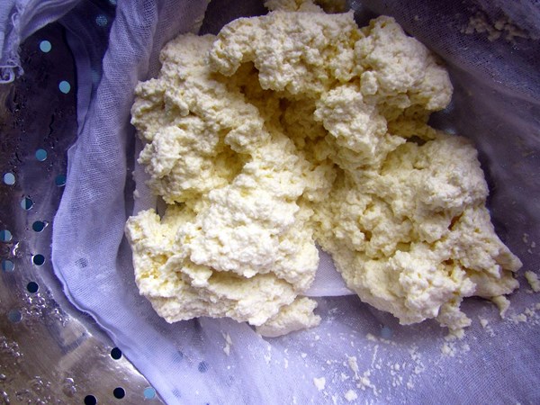 Homemade ricotta
