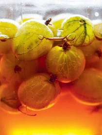 Honey jar ferments