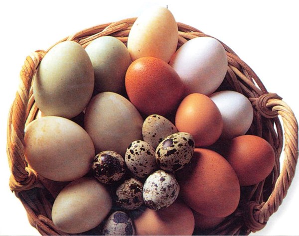 How to check eggs for freshness