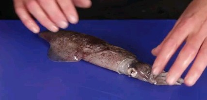 How to clean a squid