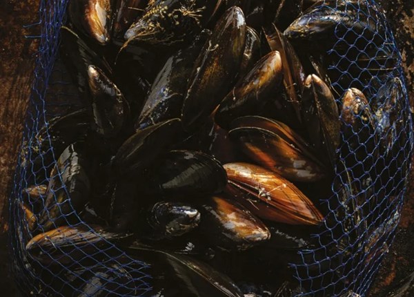 How to clean mussels
