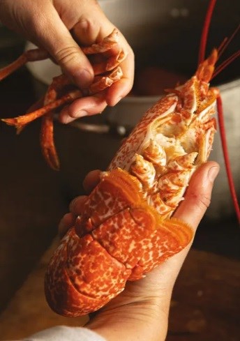 How to dissect a lobster