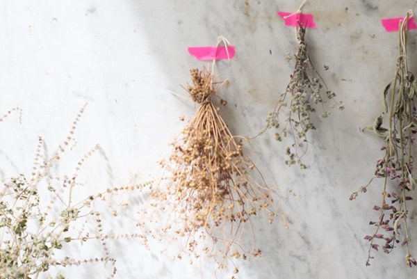 How to dry herbs
