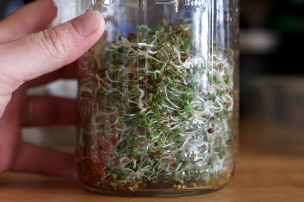 How to grow your own sprouts