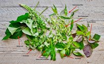 How to identify Vietnamese herbs