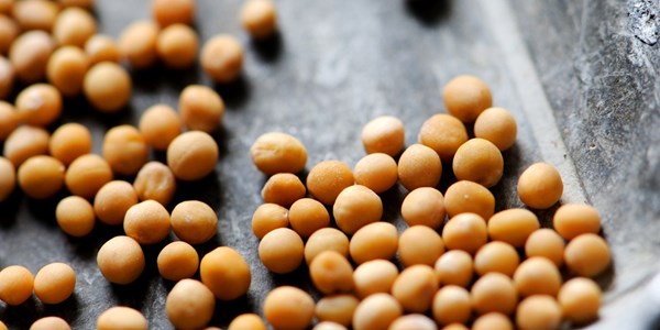 How to make mustard