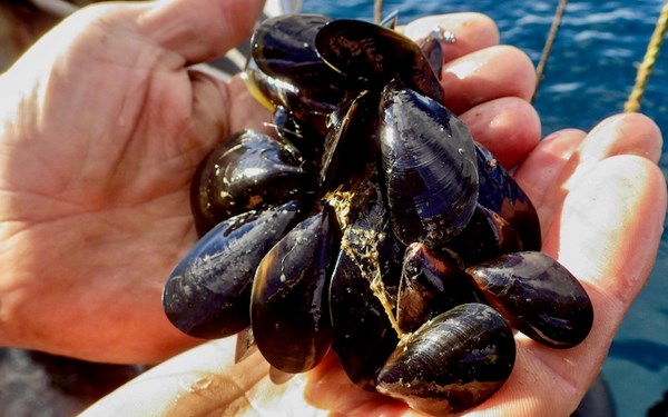How to prepare & cook mussels
