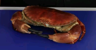 How to remove meat from a crab