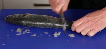 How to scale a fish