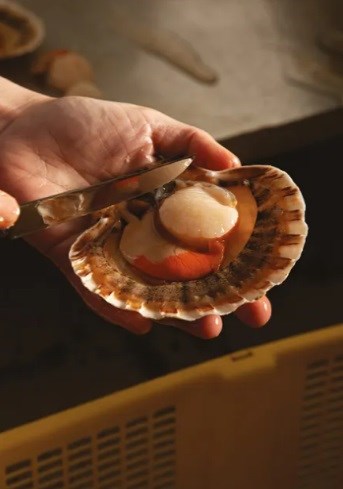 How to shuck a scallop
