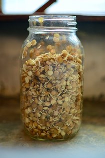 How to sprouted lentils