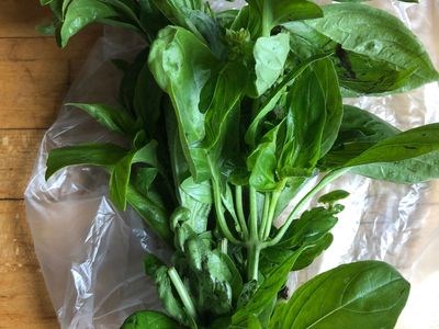 How to stop fresh basil from wilting