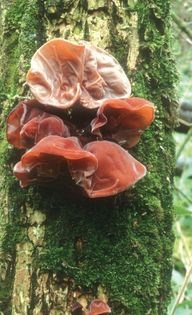 Jelly ear rolls
