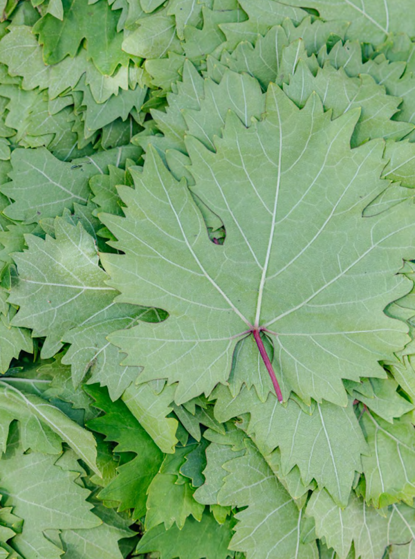 Kofta in grape leaves