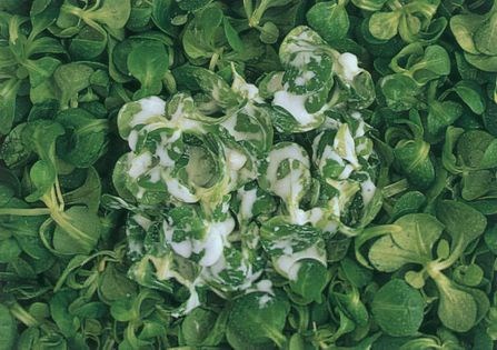 Lamb's lettuce salad (Semiz otu salatasi)