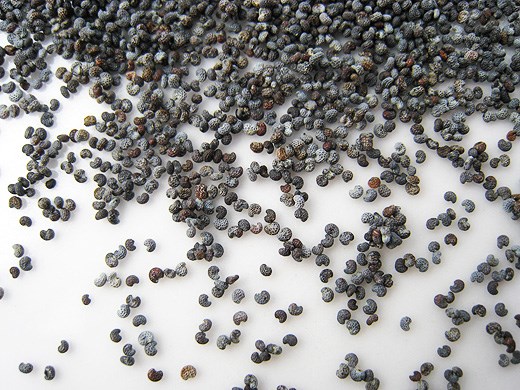 Lemon-poppy seed shortbread