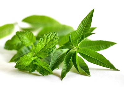 Lemon verbena mint herb tea