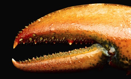 Lobster