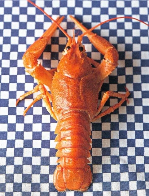 Lobster in vanilla butter (Homard Breton au beurre de vanille)